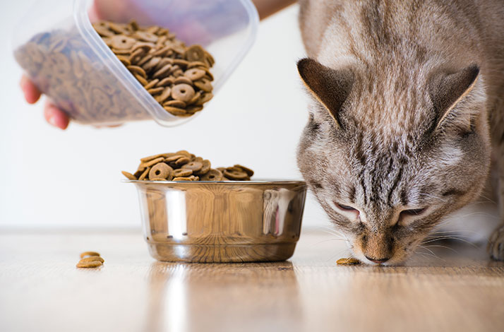 Kočky často nejí kvůli bolesti nebo stresu