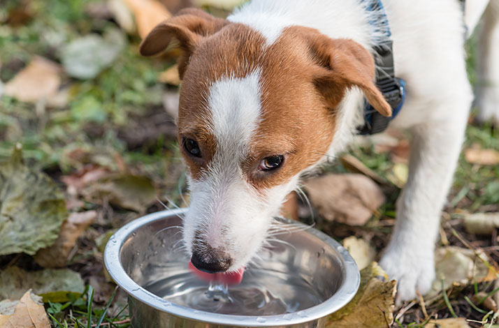 Není jasně dané, kolik by toho měl pes vypít, ale když mu bude voda scházet, poznáte to na jeho zdraví.