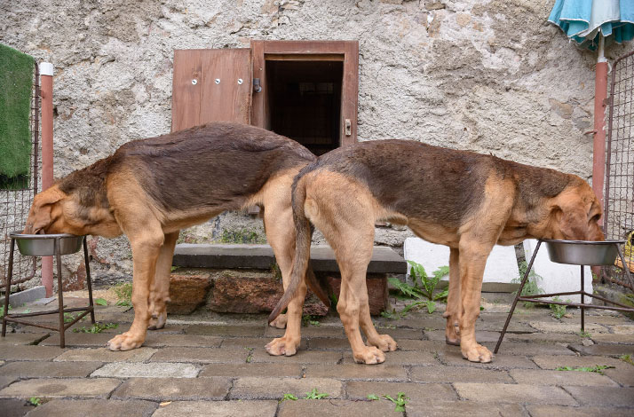 Jak předejít dehydrataci? Nechte psům volný přístup k misce.