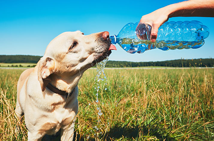 Pes by měl mít přístup k vodě neustále.